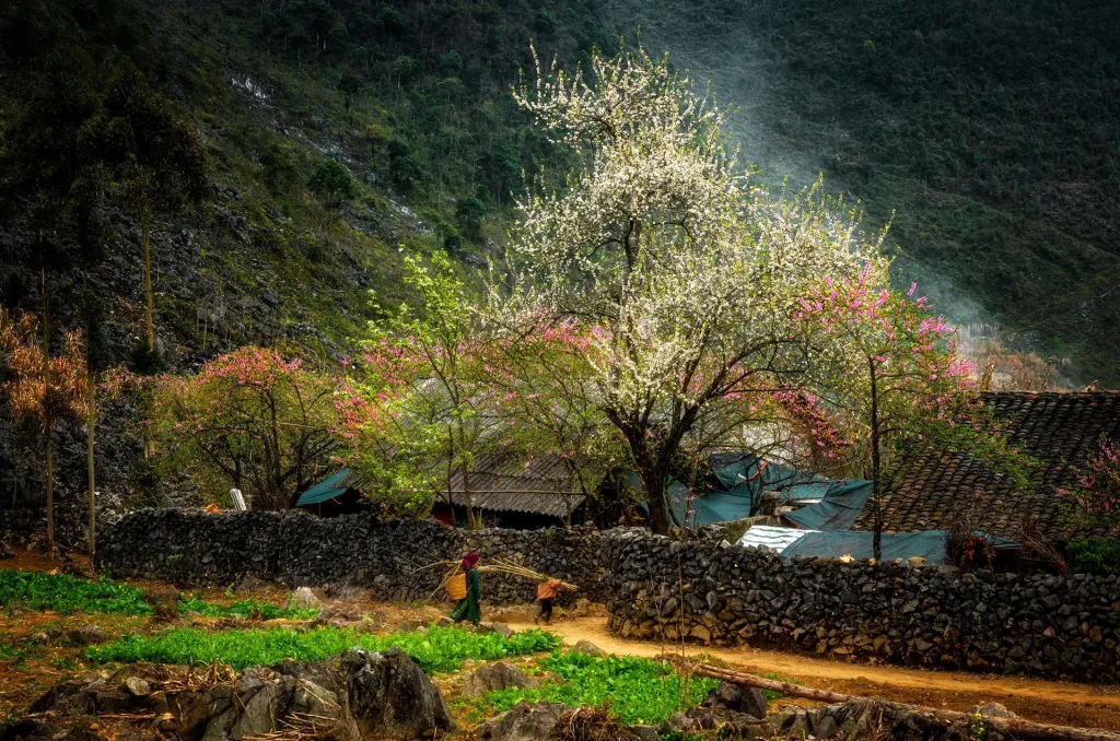 ha giang in spring 004