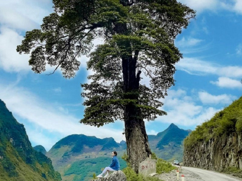 Lonely Tree