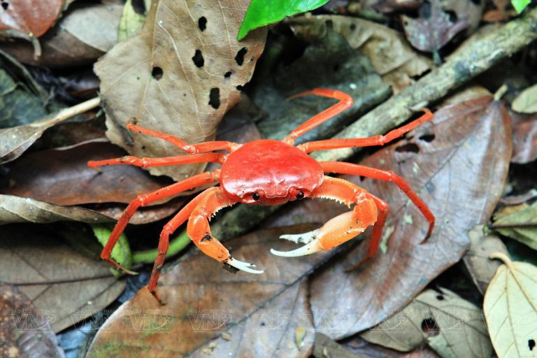 Cat Ba National Park