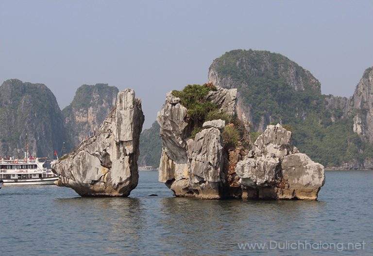 fighting cocks islet hon trong mai ha long 0005