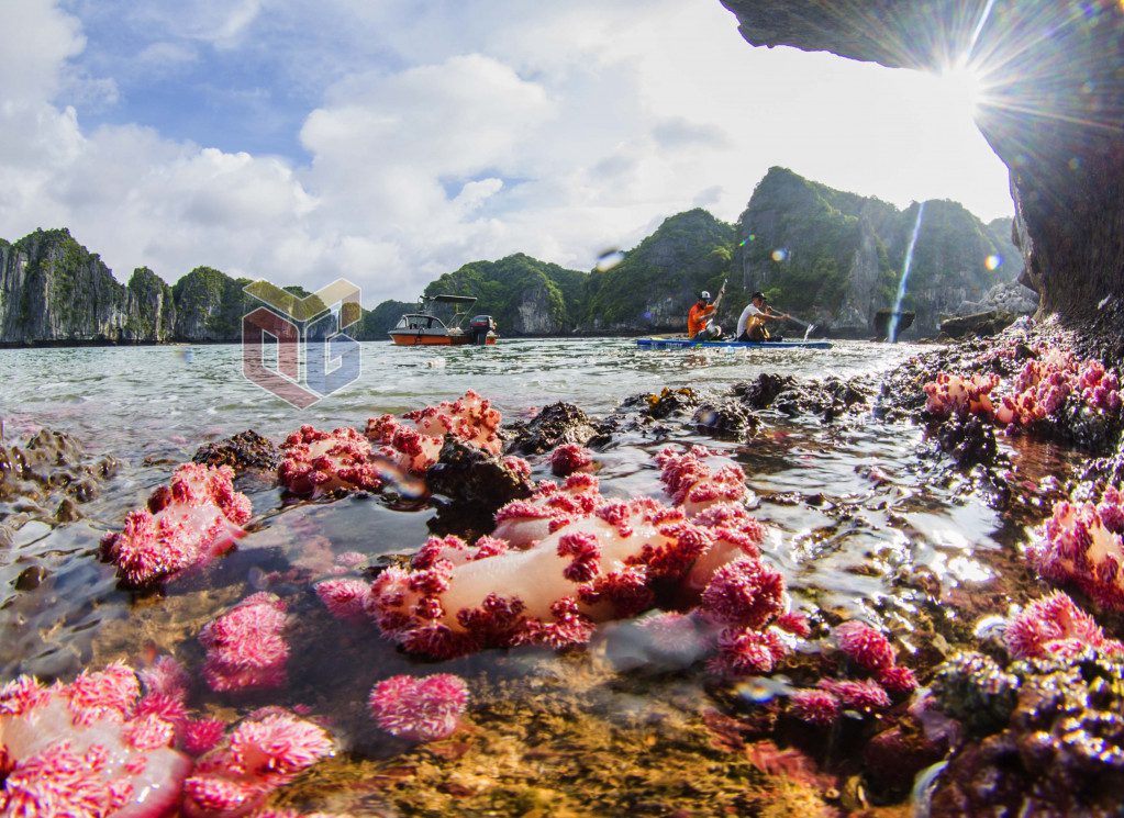 Biodiversity in ha long bay ecosystem halong viet nam