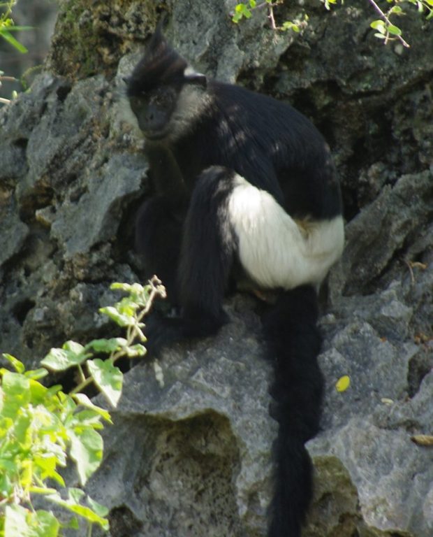 Langur de Delacour